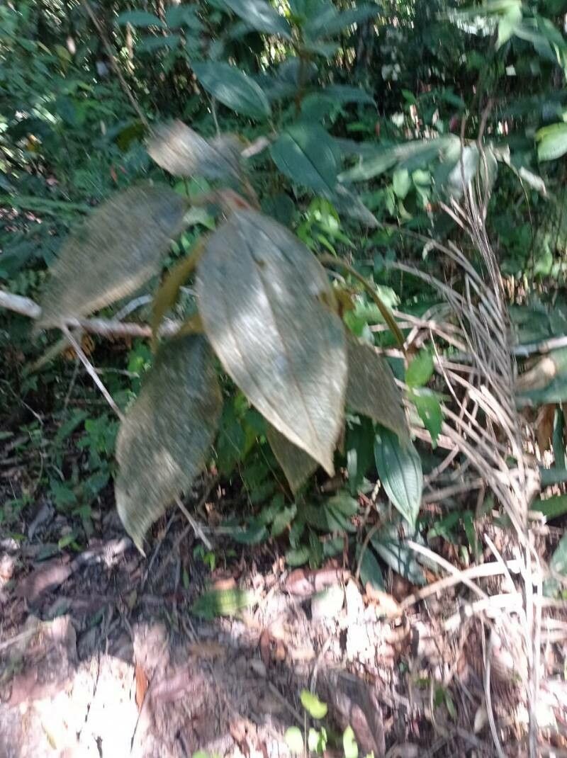 Olyra latifolia leaf