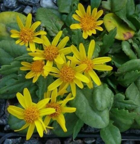 Packera paupercula — houseplant care guide