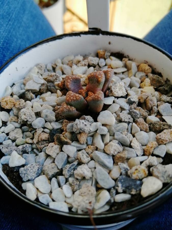 Titanopsis hugo-schlechteri