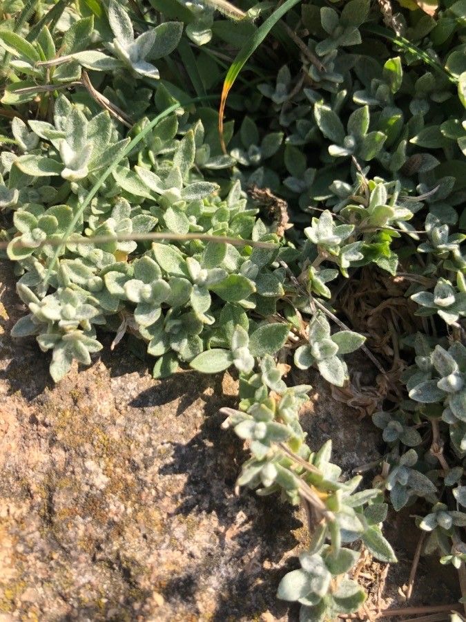 Cerastium gibraltaricum — search result for 'Cerastium'