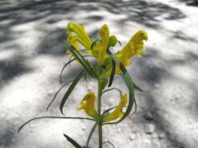 Pedicularis angustifolia — related species from the same genus
