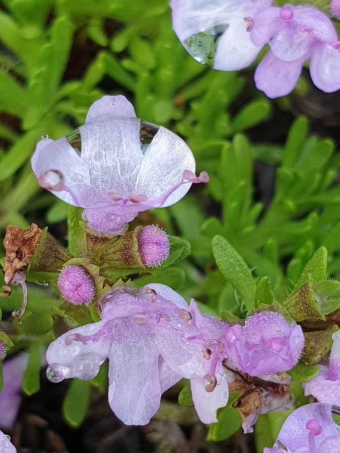Thymus caespititius flower