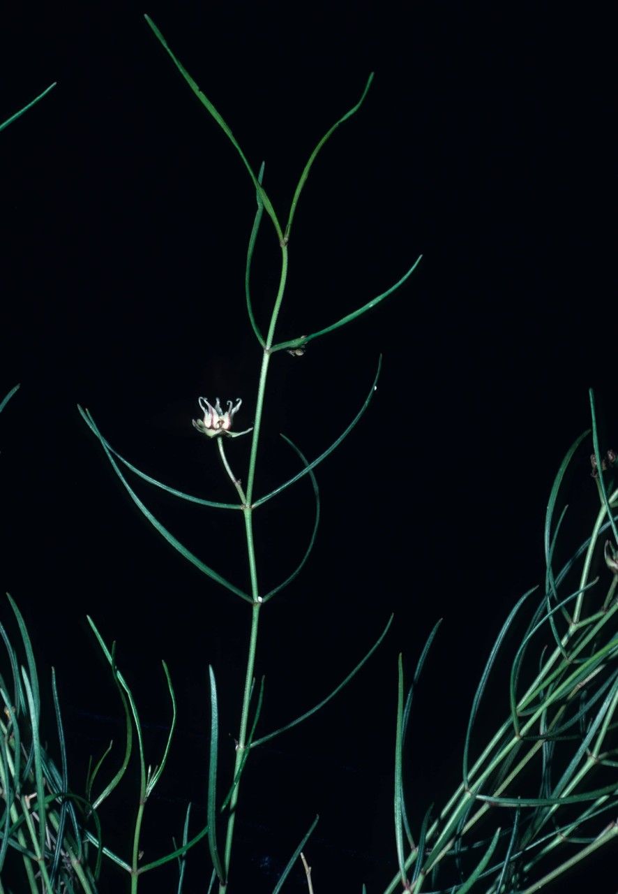 Asclepias macrotis habit