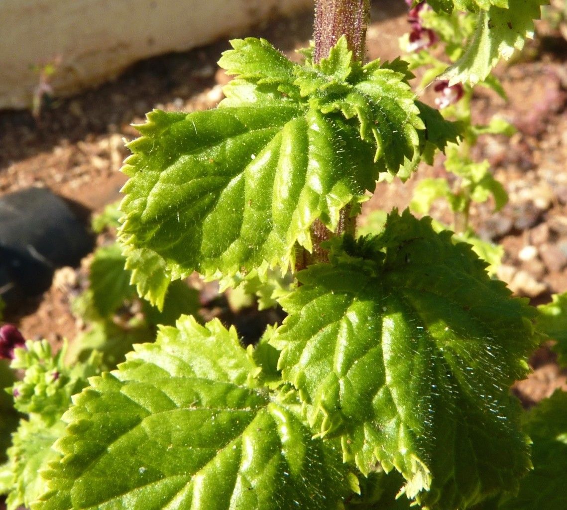 Scrophularia arguta leaf