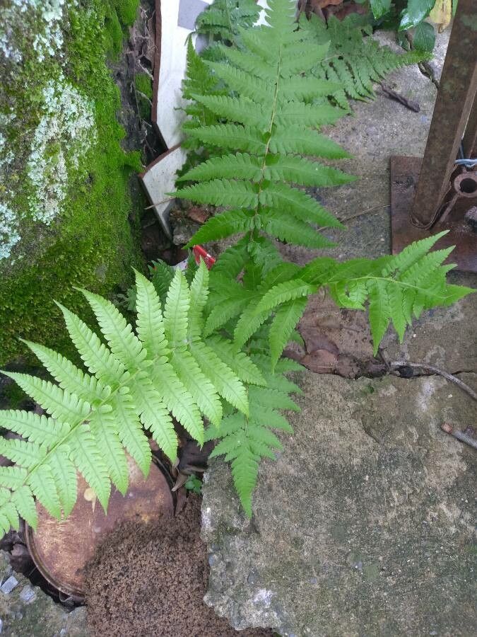 Serpocaulon triseriale leaf