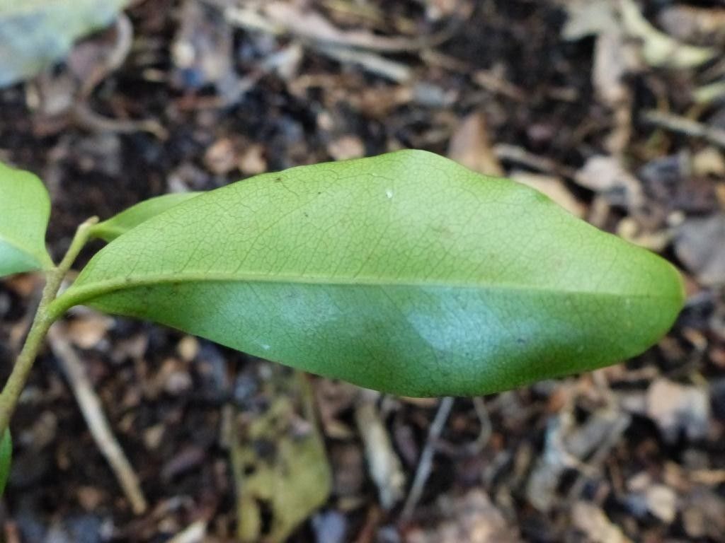 Diospyros tridentata — houseplant care guide