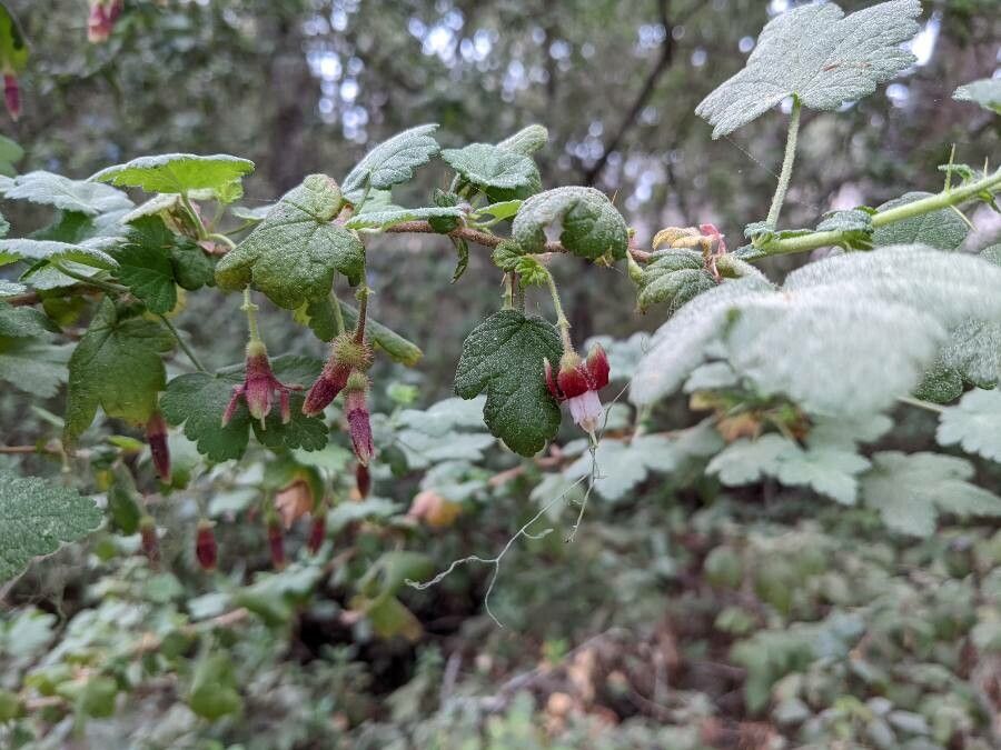 Ribes menziesii — search result for 'Ribes'