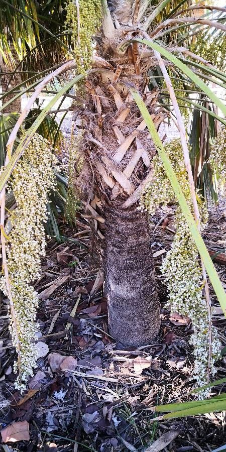 Leucothrinax morrisii bark