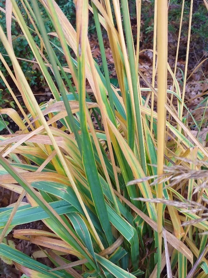 Calamagrostis arundinacea — related species from the same genus