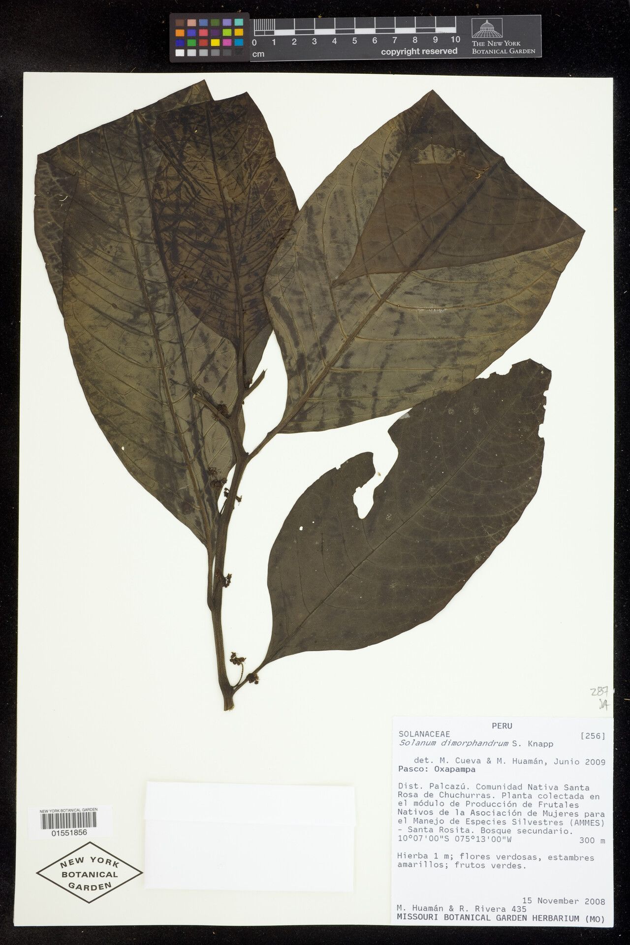 Solanum dimorphandrum — houseplant care guide