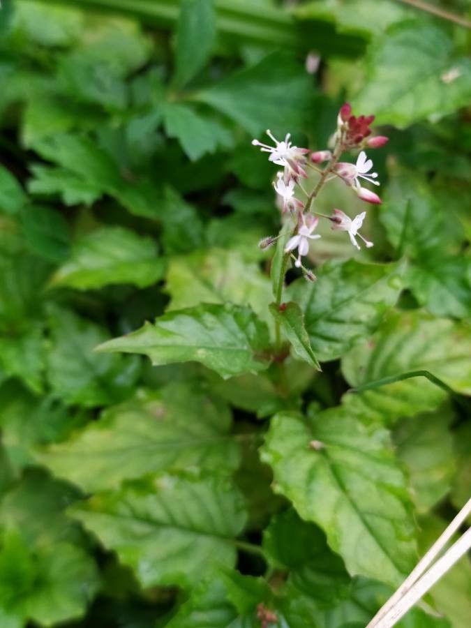 Circaea × intermedia flower