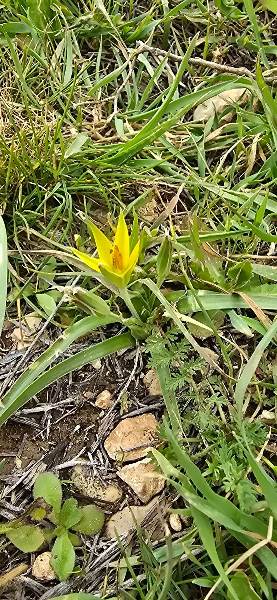 Gagea commutata — related species from the same genus