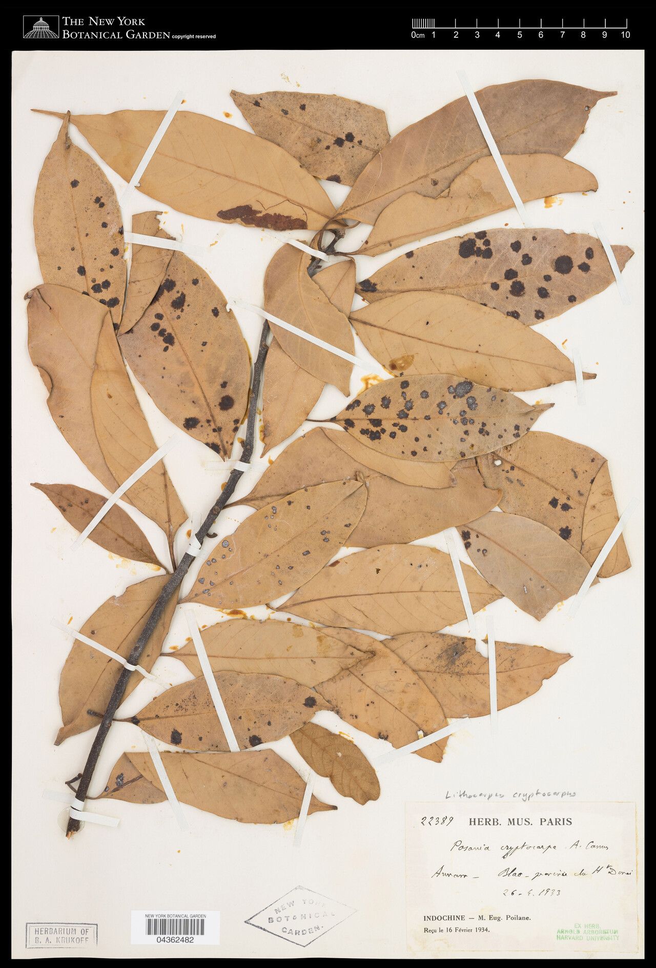 Lithocarpus cryptocarpus — search result for 'Lithocarpus'