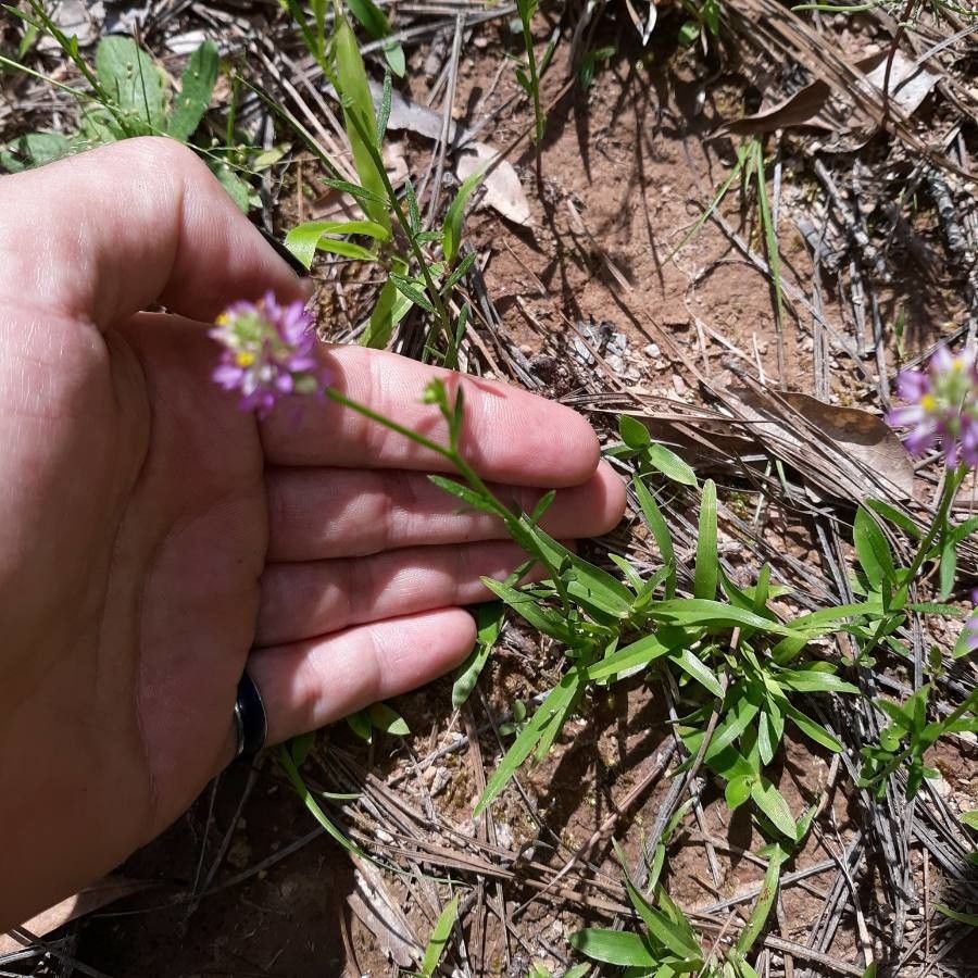Polygala curtissii — search result for 'Polygala'
