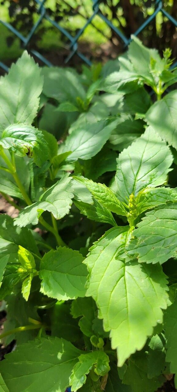 Scutellaria serrata — houseplant care guide