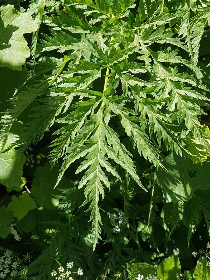 Molopospermum peleponnesiacum — related species from the same genus