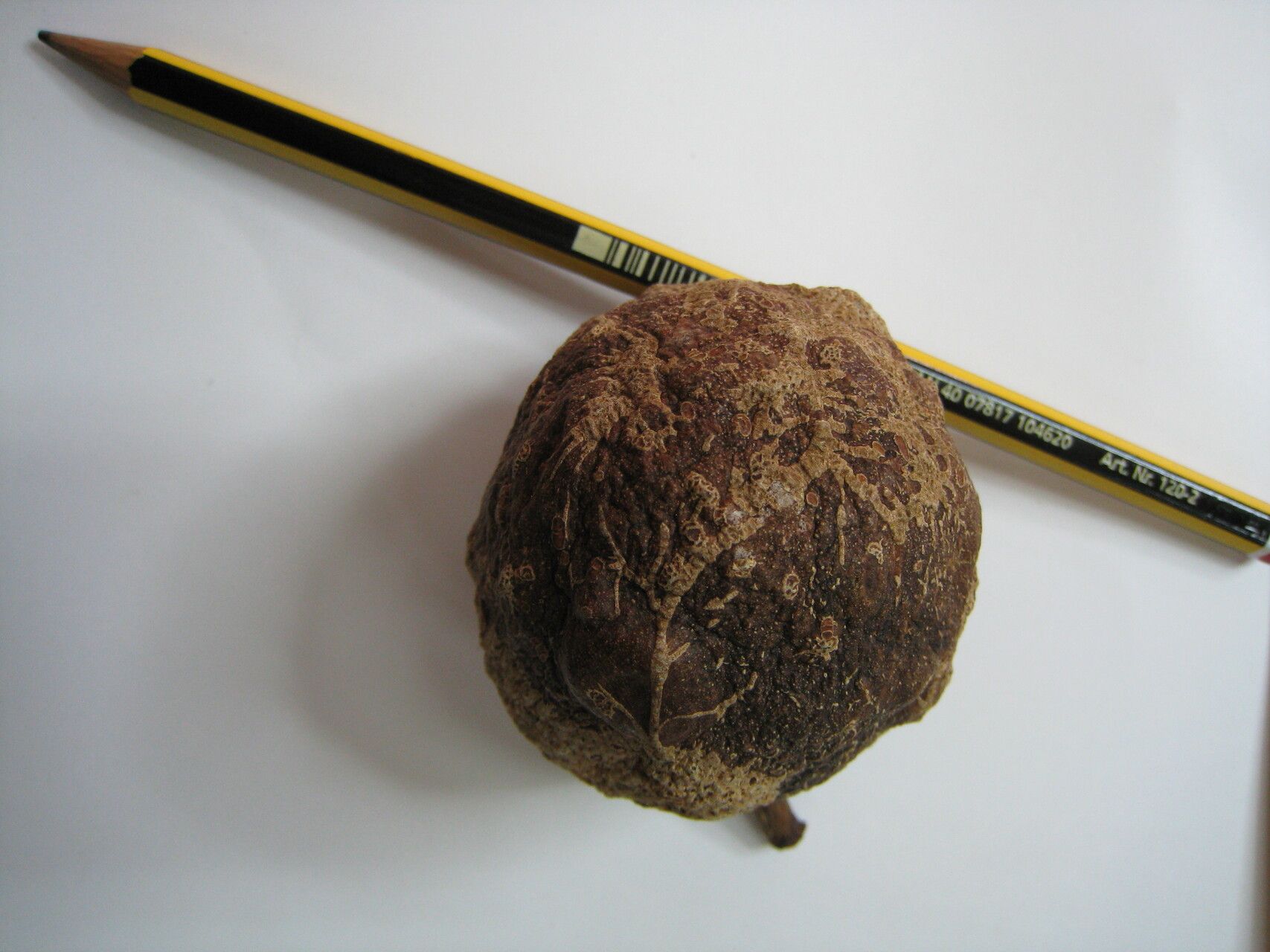 Salacia juruana — houseplant care guide