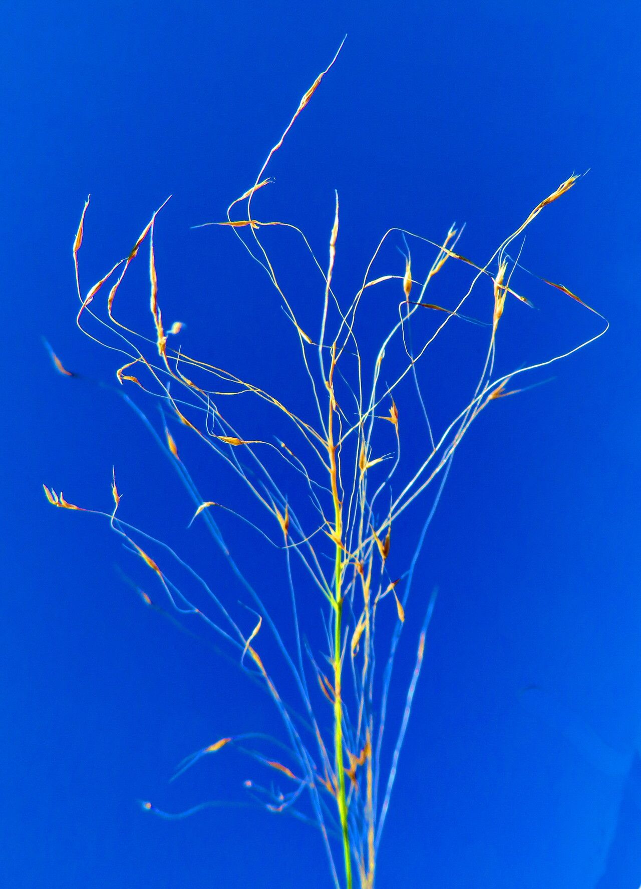 Aristida similis flower
