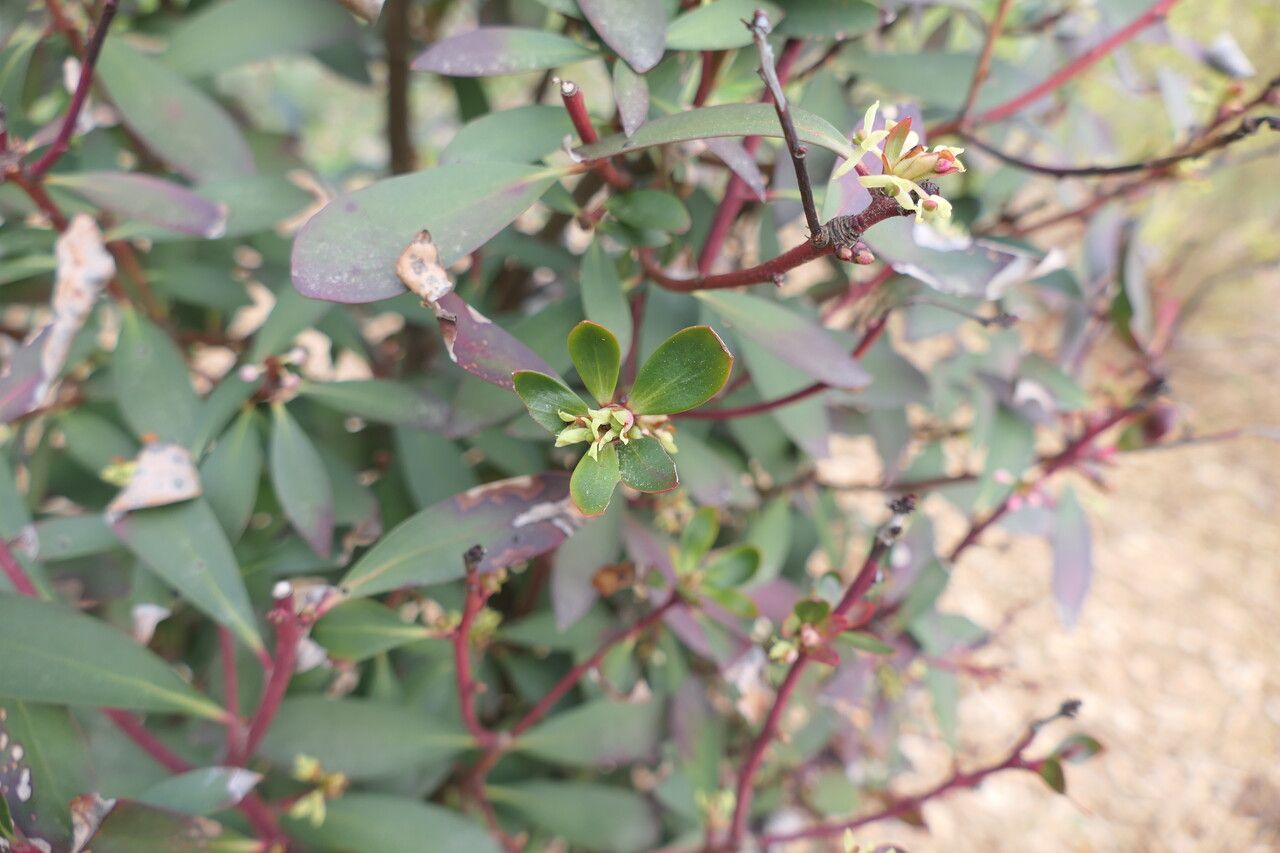 Tasmannia lanceolata — houseplant care guide