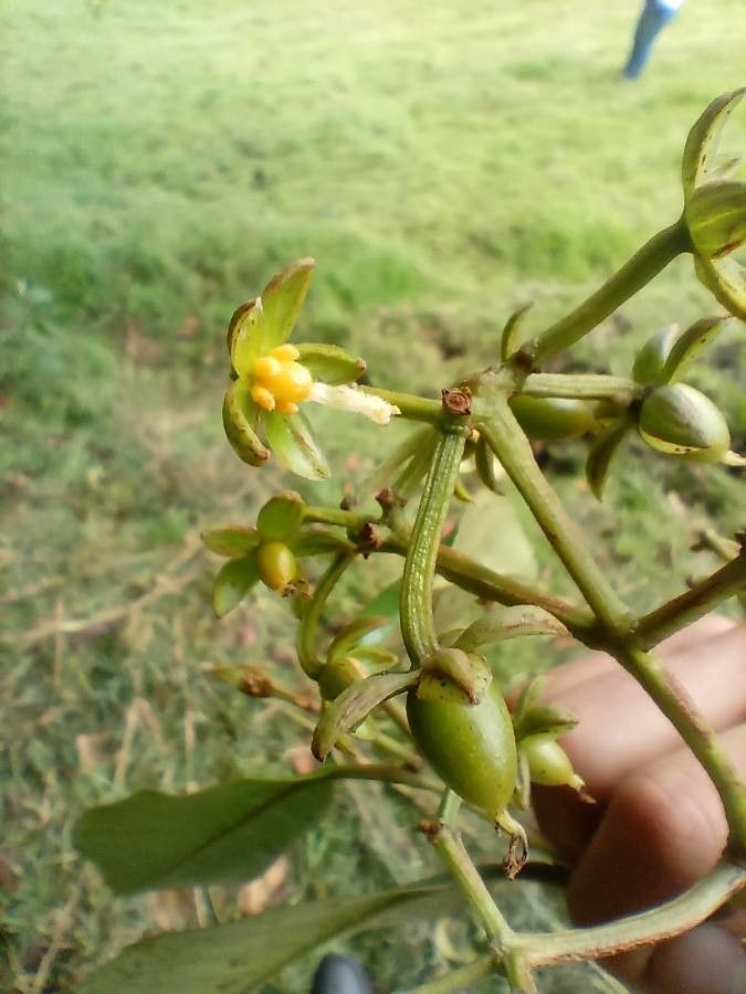 Vismia guianensis flower