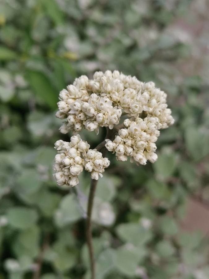 Helichrysum petiolare flower