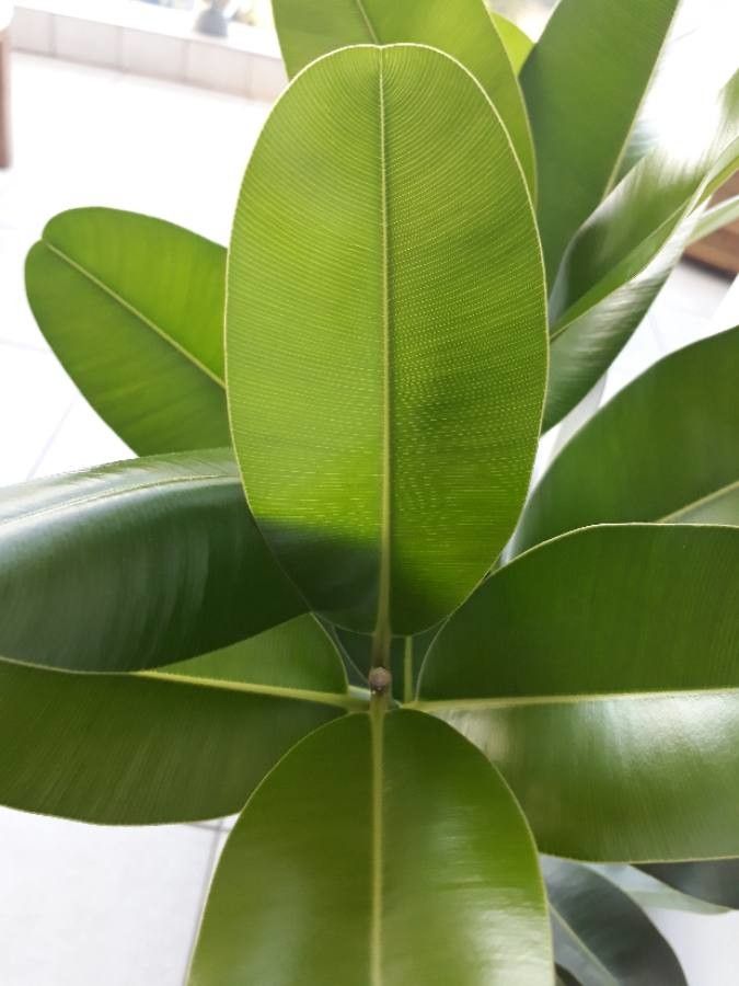 Calophyllum calaba — search result for 'Clusiaceae'