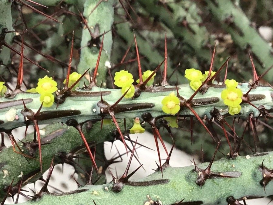 Euphorbia aeruginosa flower