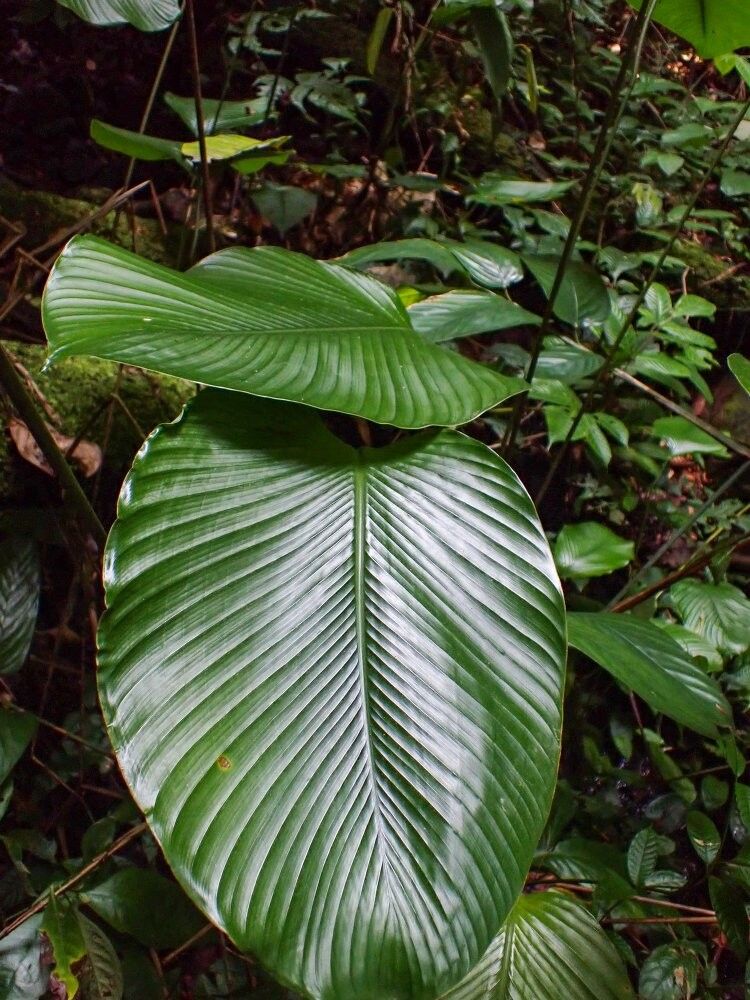 Thaumatococcus flavus — related species from the same genus