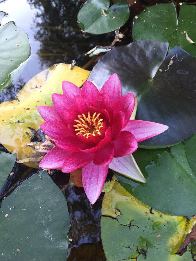 Nymphaea candida flower