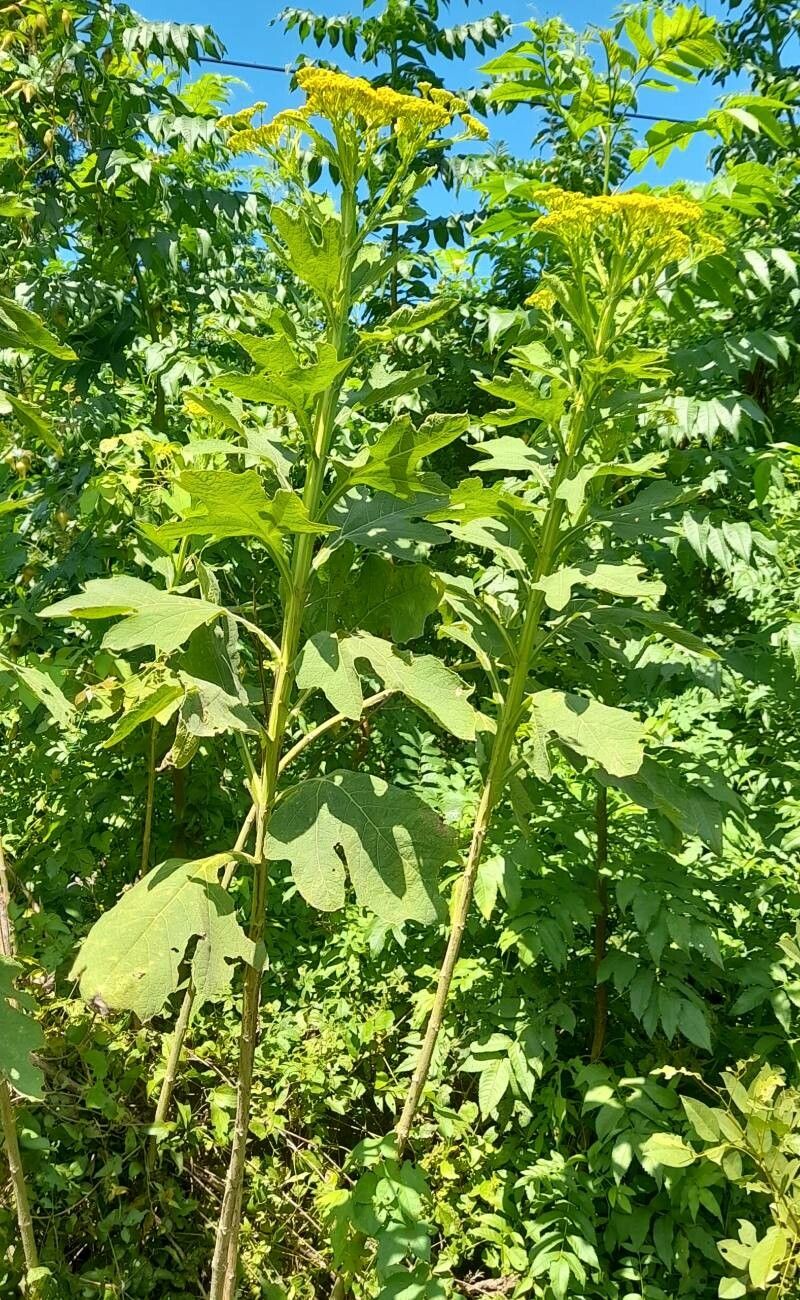 Verbesina suncho habit