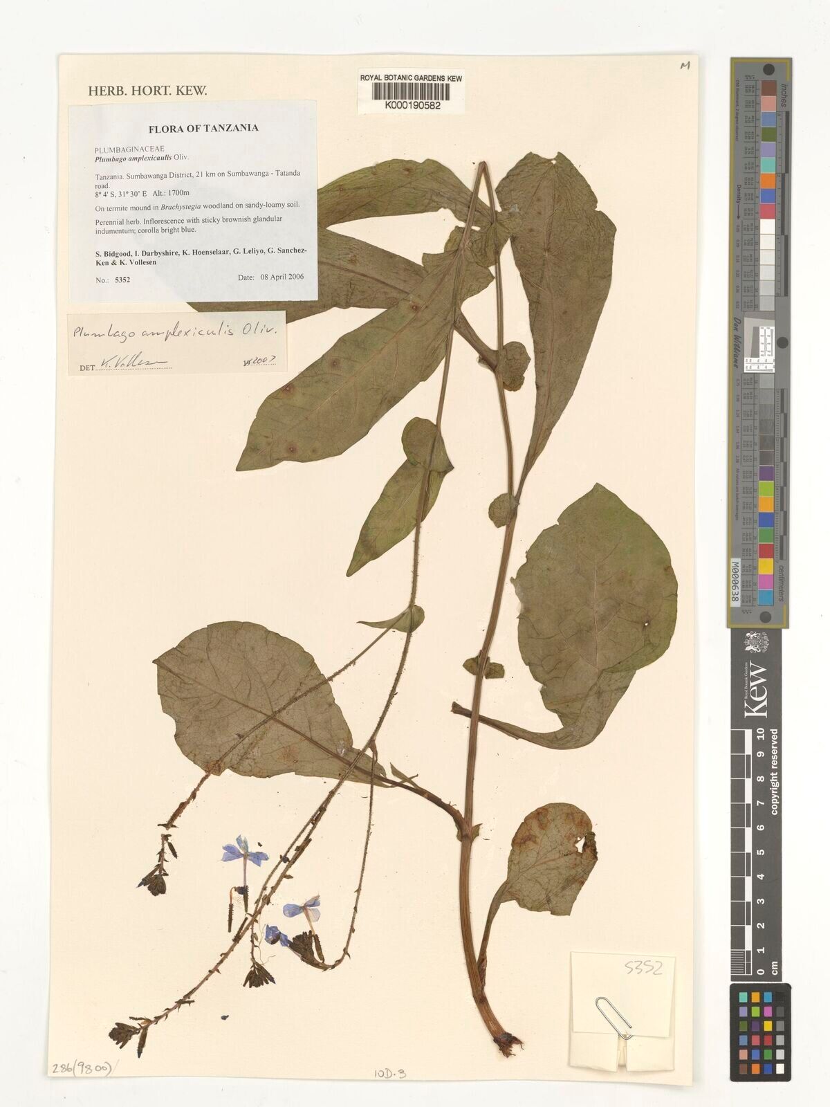 Plumbago amplexicaulis