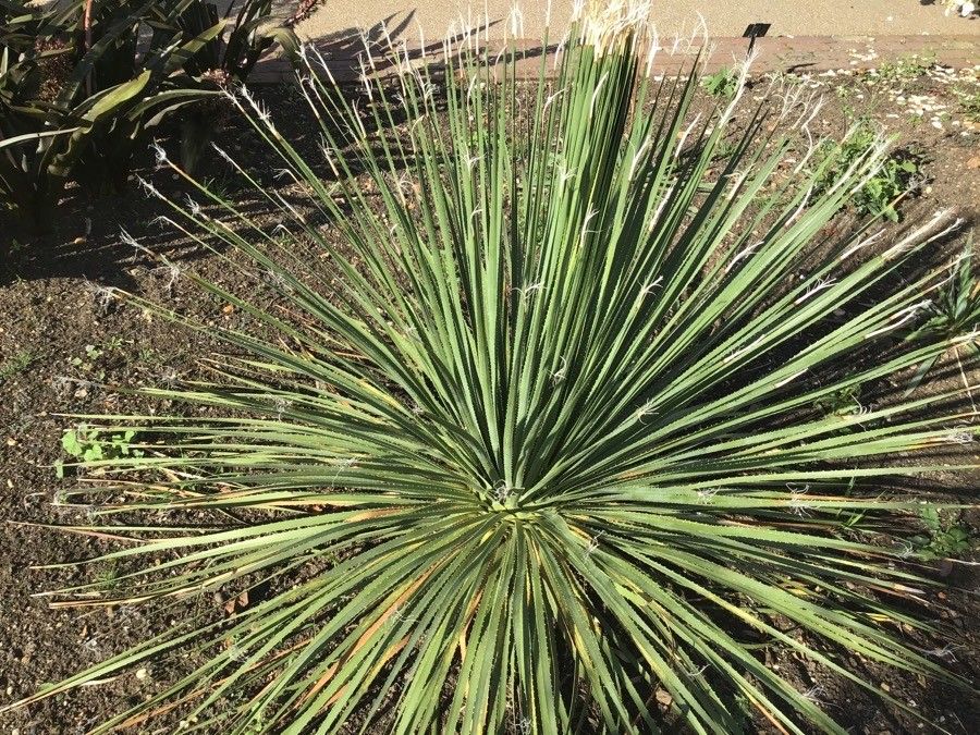 Dasylirion acrotrichum — search result for 'Yucca'