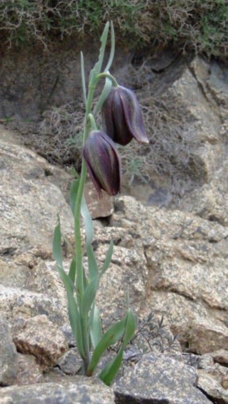 Fritillaria macrocarpa — houseplant care guide