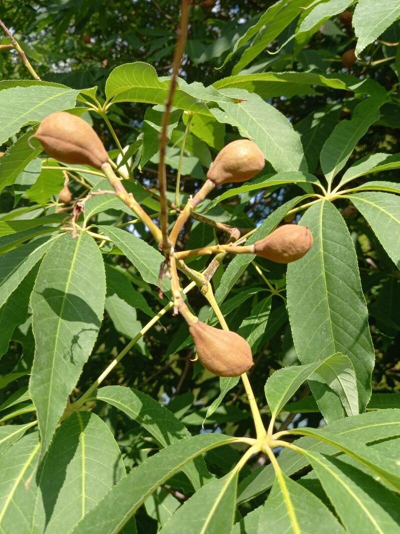 Aesculus indica fruit