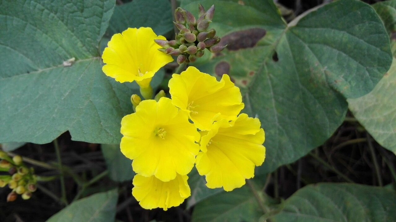 Merremia umbellata flower