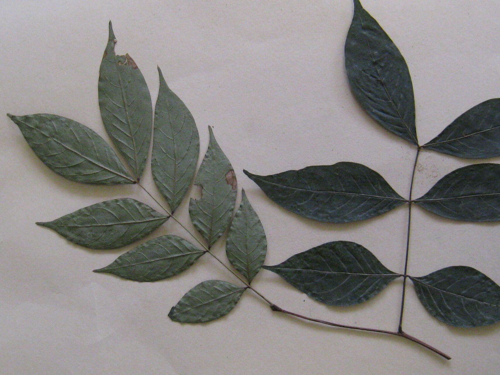 Inga cylindrica other