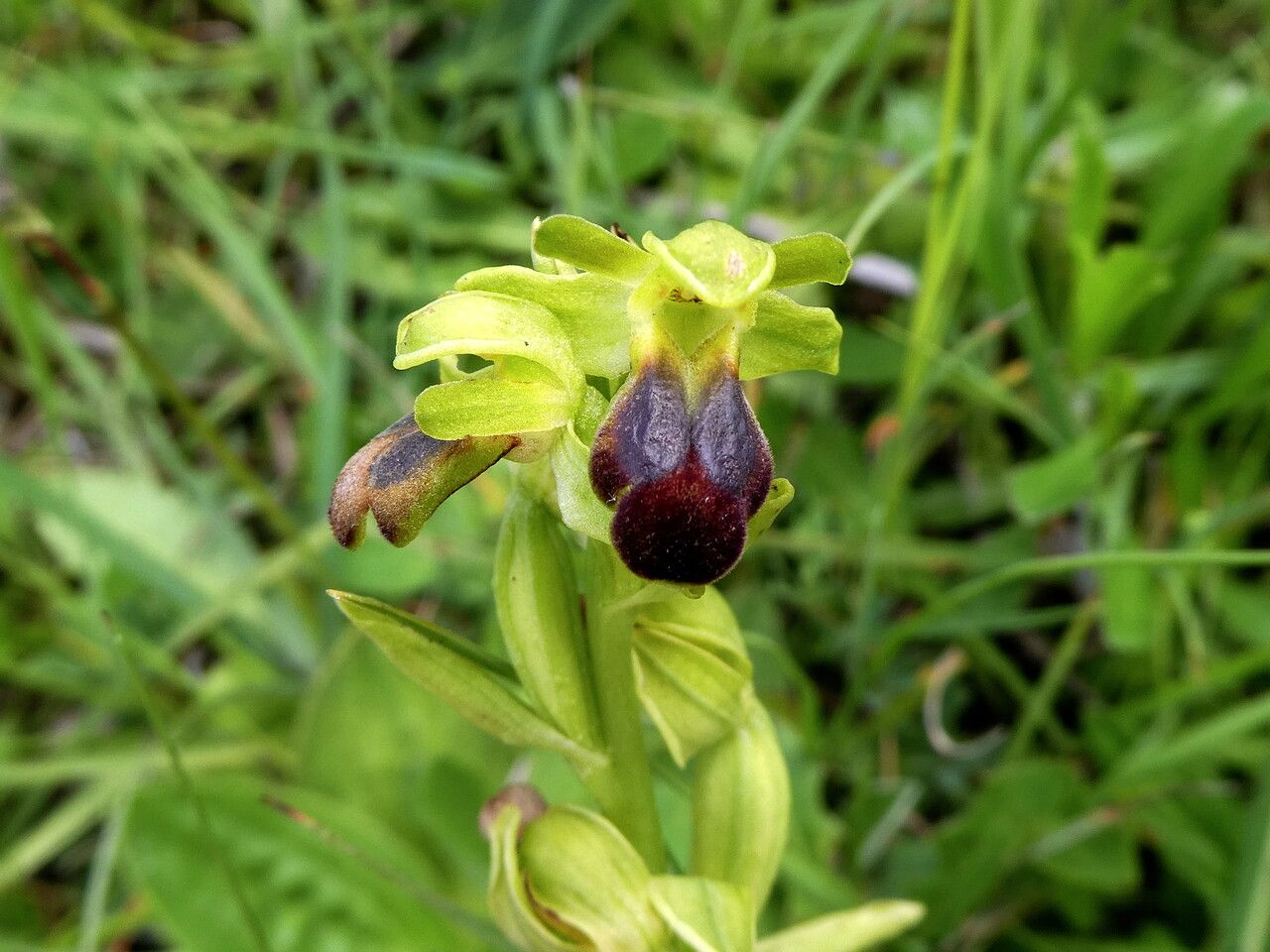 Ophrys sulcata bark