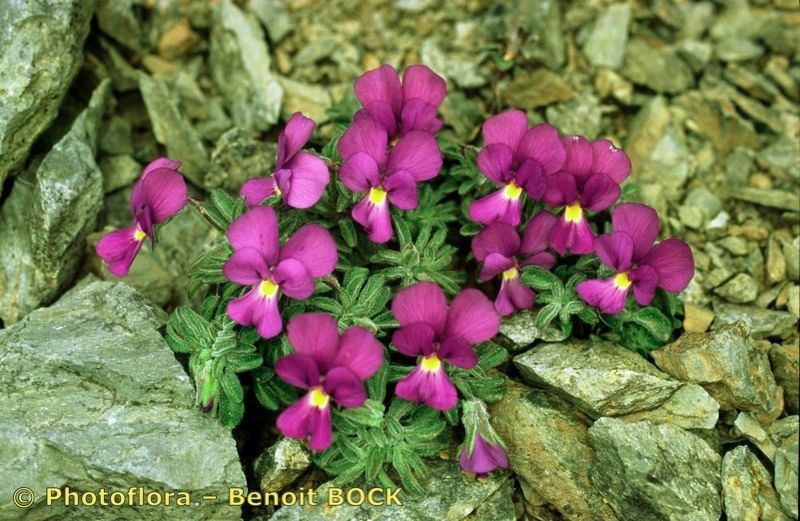 Viola diversifolia habit