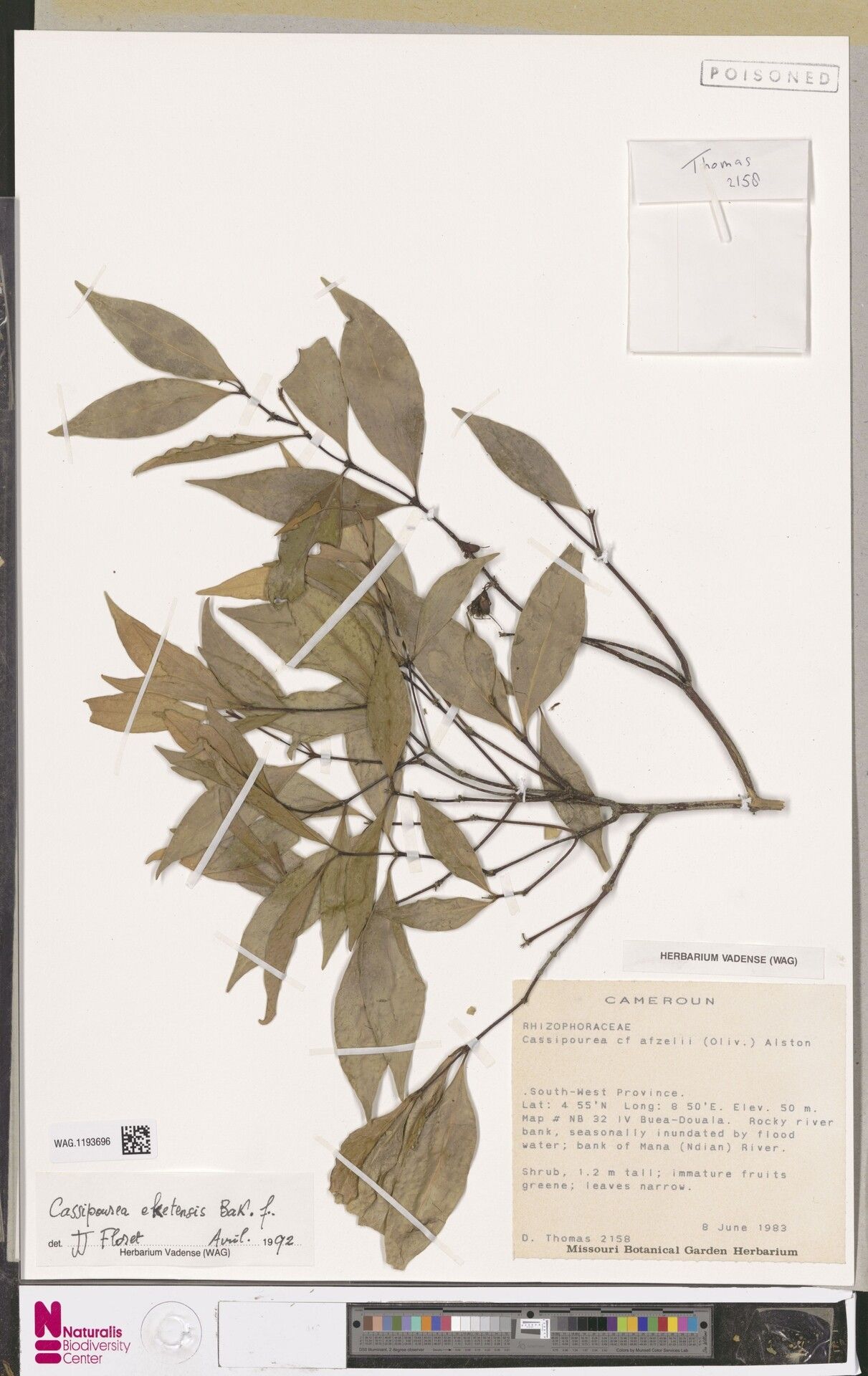Cassipourea atanganae — related species from the same genus