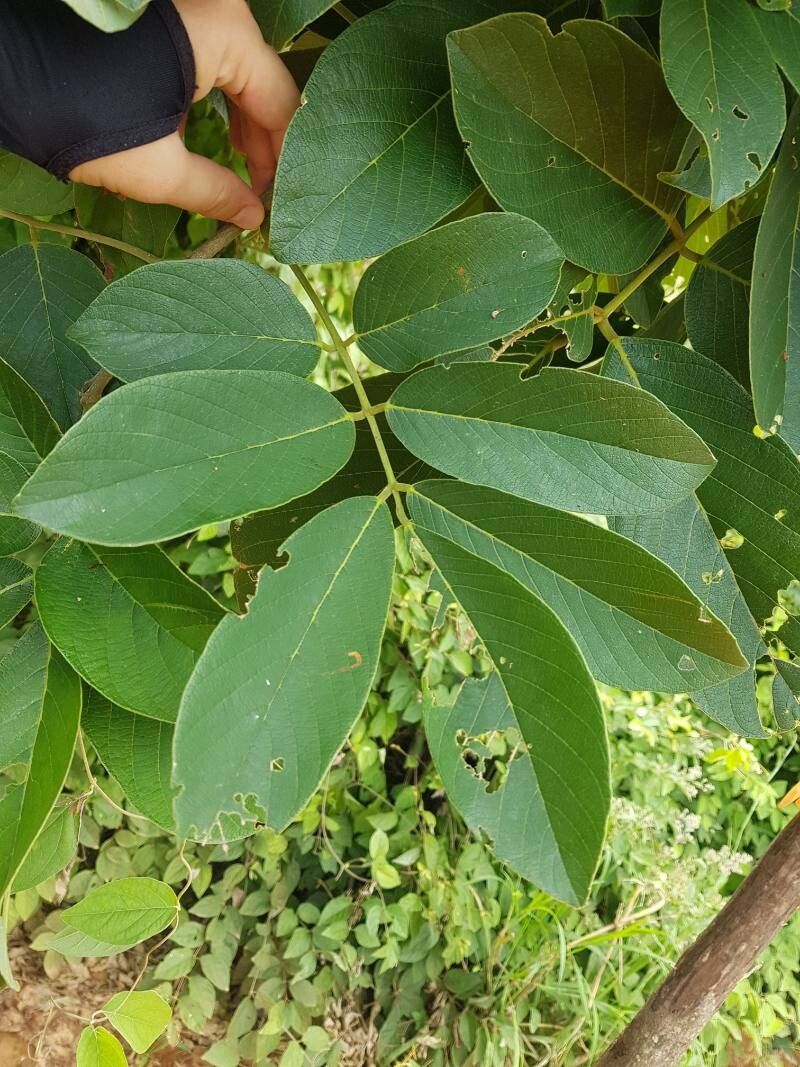 Lonchocarpus felipei — houseplant care guide