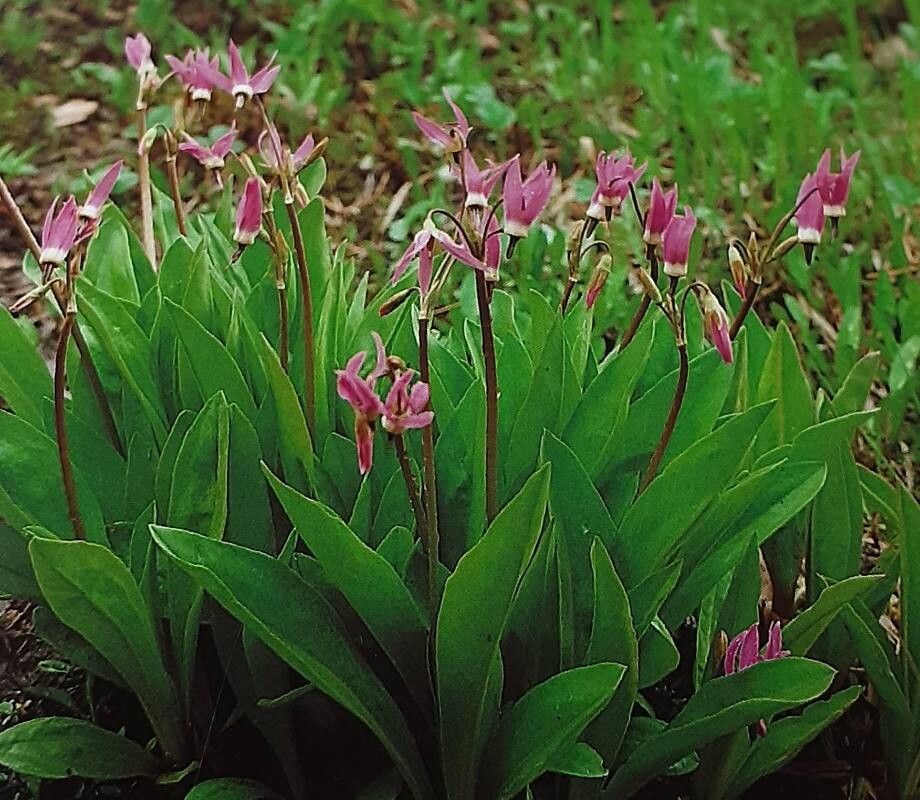 Primula pauciflora habit
