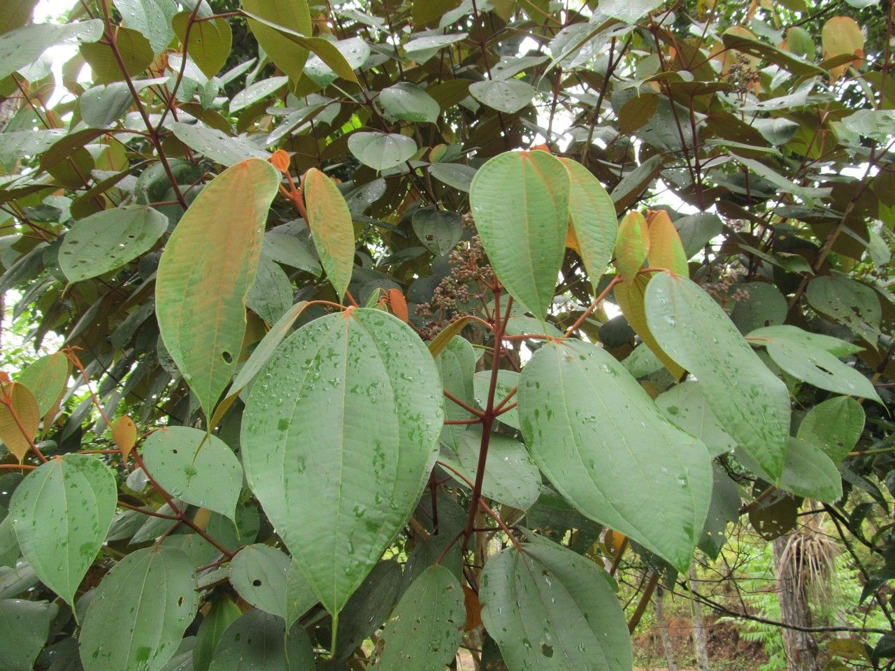 Miconia caudata other