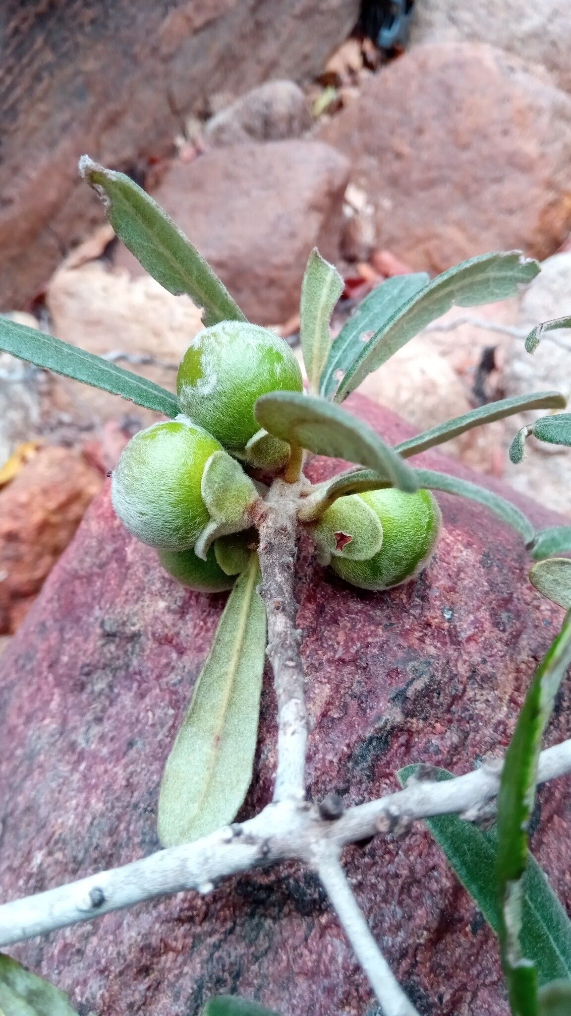 Diospyros erythrosperma fruit