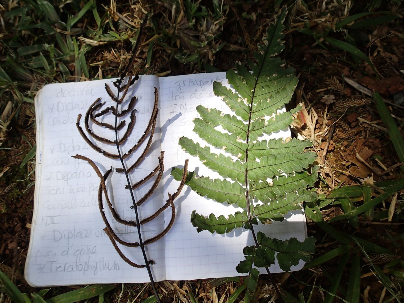 Blechnum diversifolium — houseplant care guide