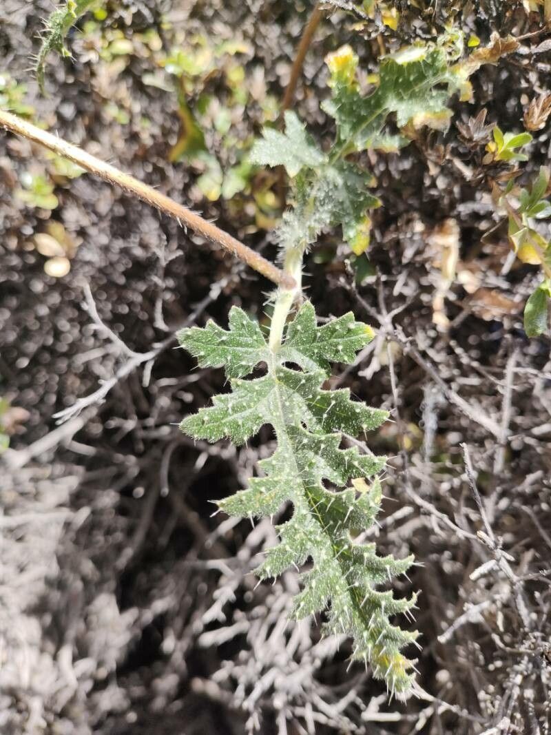 Caiophora chuquitensis — houseplant care guide