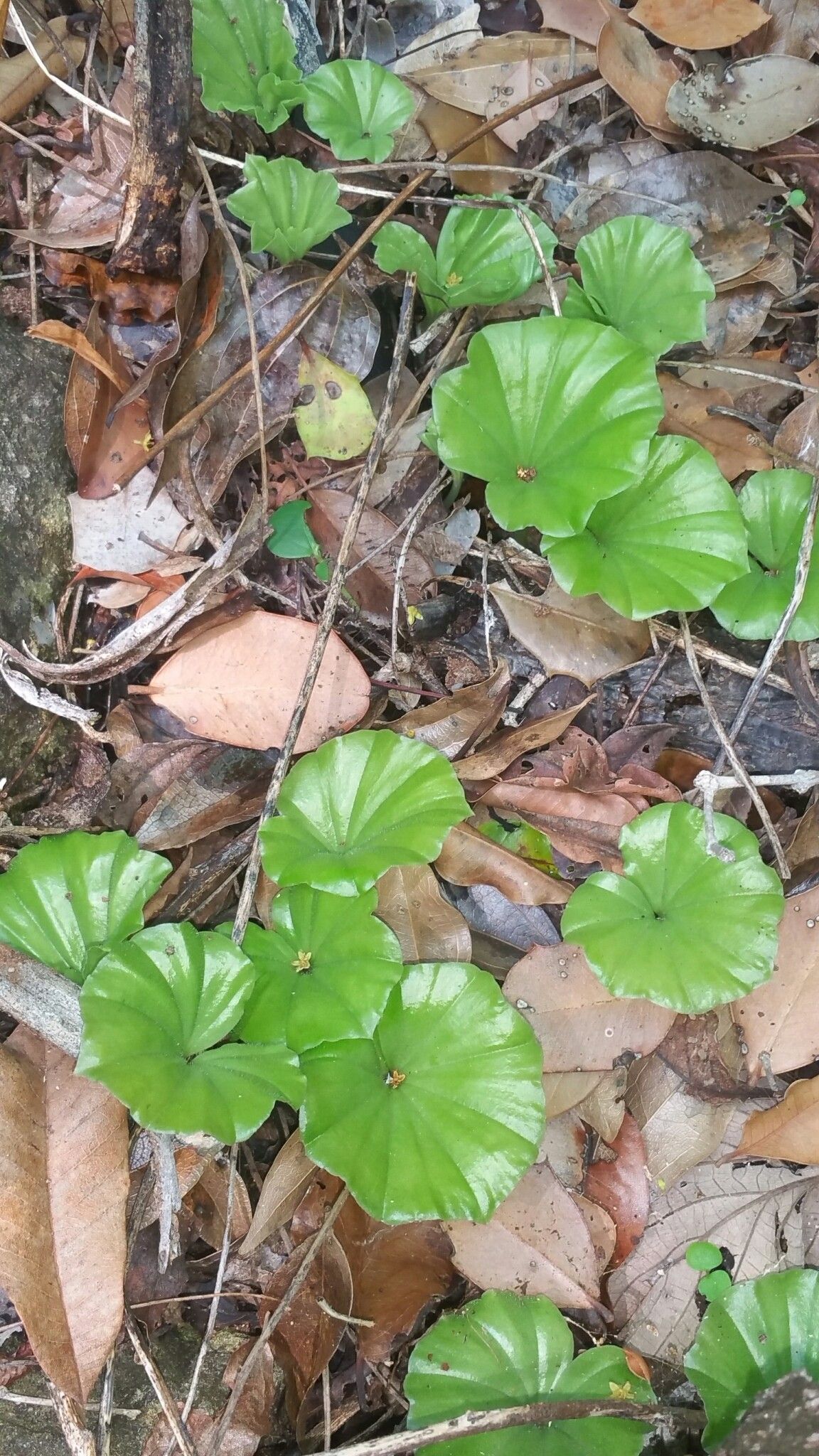 Nervilia affinis — related species from the same genus