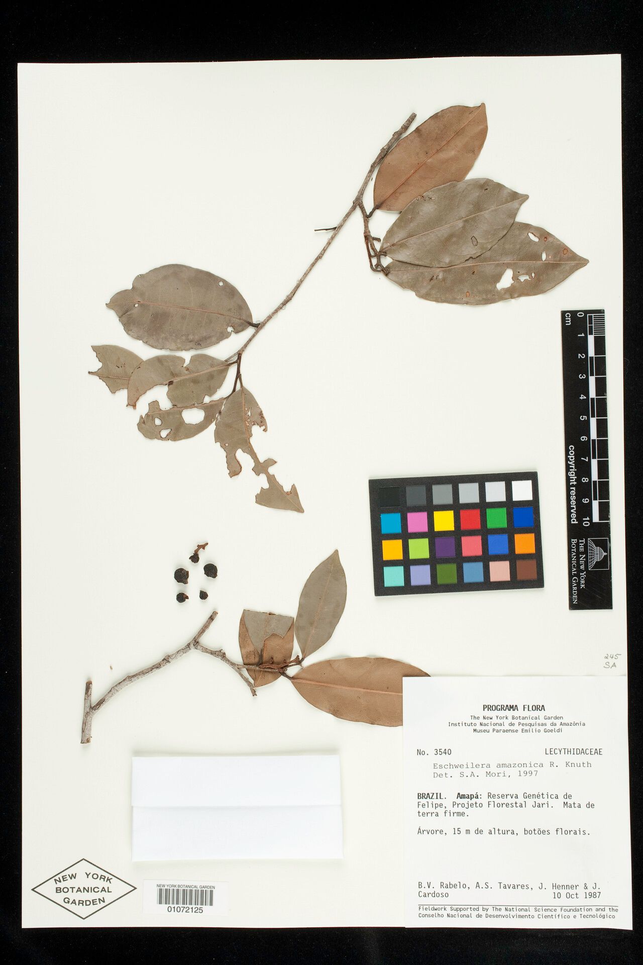 Eschweilera amazonica leaf