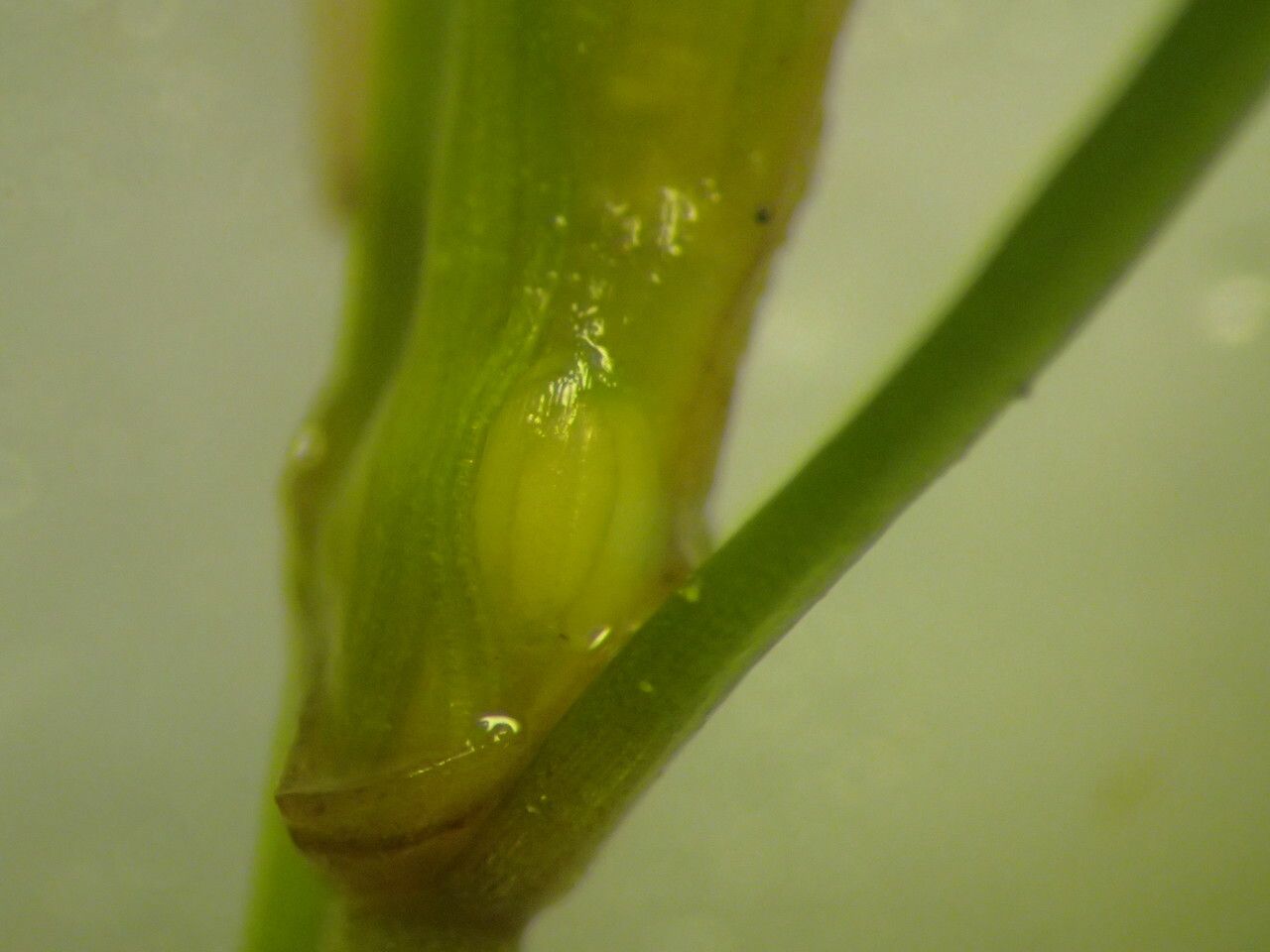 Zannichellia palustris flower