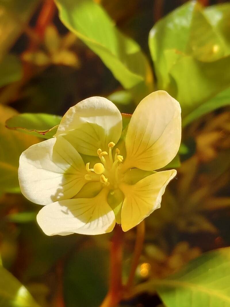 Ludwigia helminthorrhiza flower