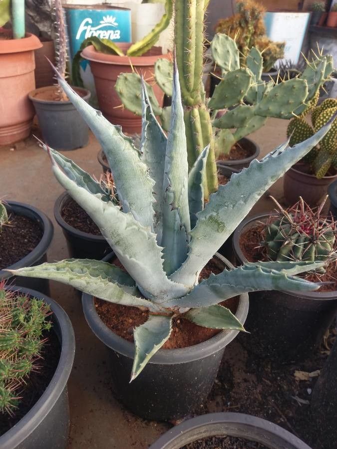Agave asperrima leaf